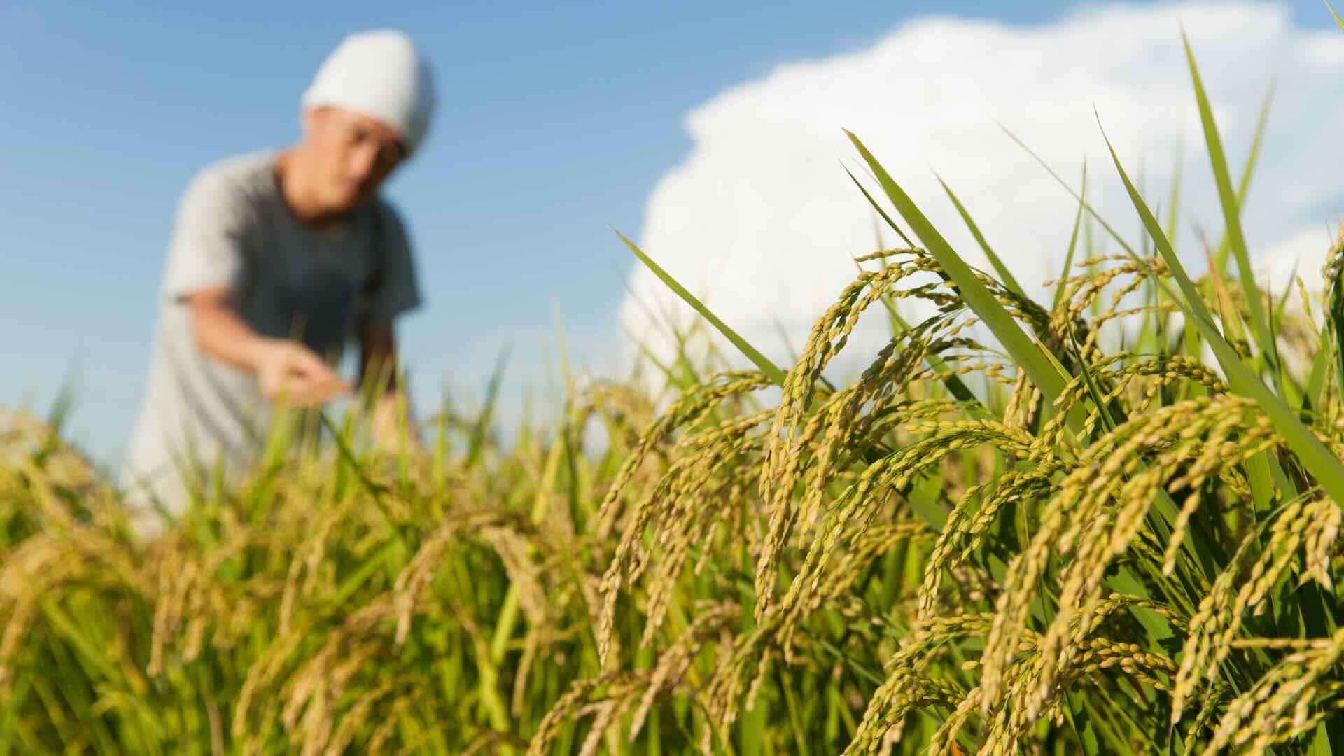 A close-up of golden rice stalks ready for harvest, with a Filipino farmer inspecting his crops in the background.